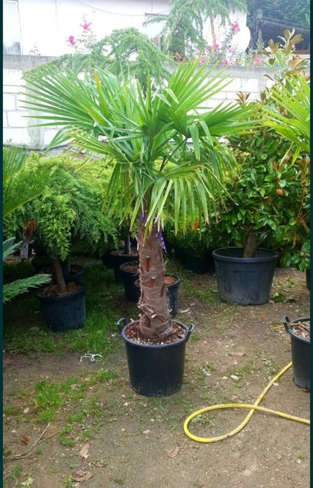 Palmierii rezistenți la îngheț