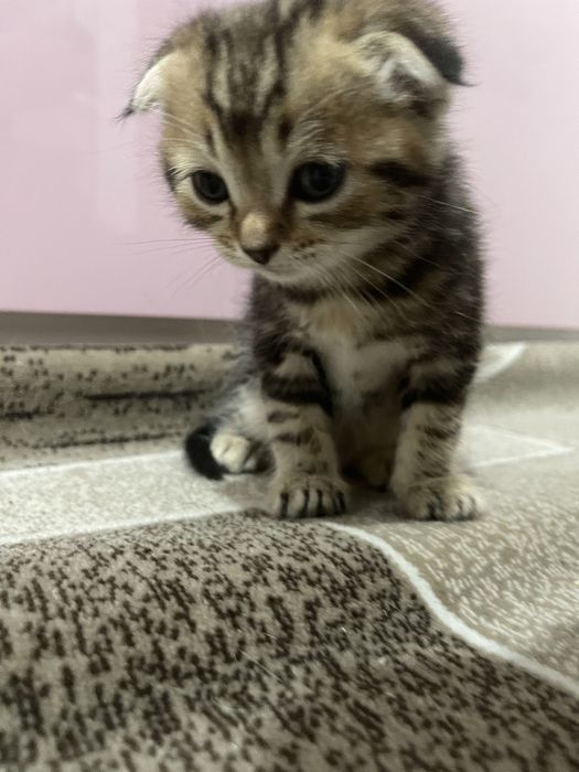 Породистые котята