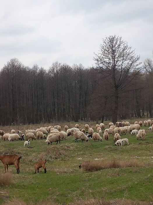 Vând oi cu miei după ele