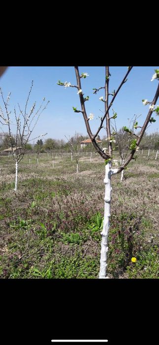 Продава се Парцел в Варна, Младост 2 - 5000 кв.м за 2 €/кв.м - Снимка #2