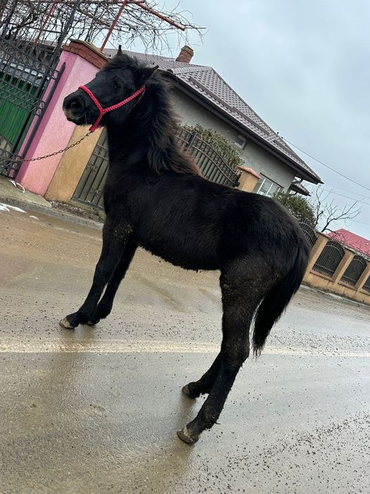 Mânz 8 luni metis din semigreu cu Huțul preț negociabil