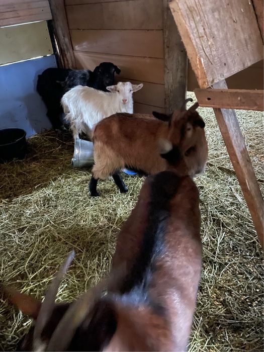 Vand capre alpine franceze