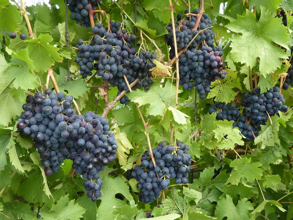 Продам дачу в садоводстве "Здоровье"