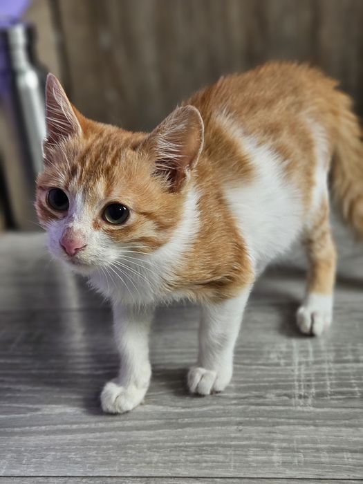 Kali, Simba si Vampi vor acasa