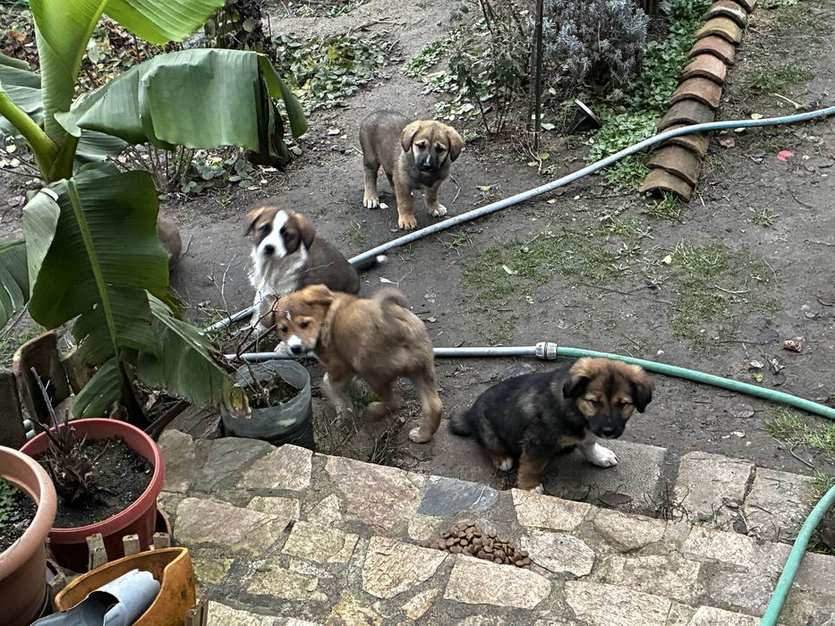 Кученца които спешно търсят дом