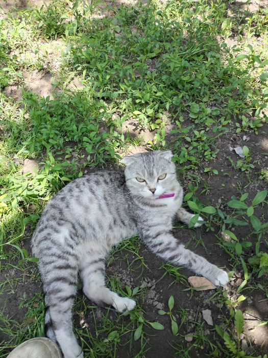 Котенок Скоттиш Страйт