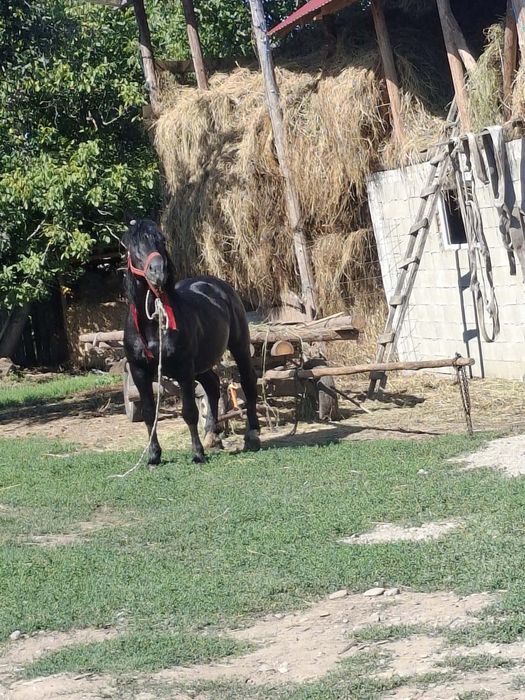 Cal de vânzare 
Preț 3500 nu negociez