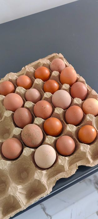 Куры несушки молодки.