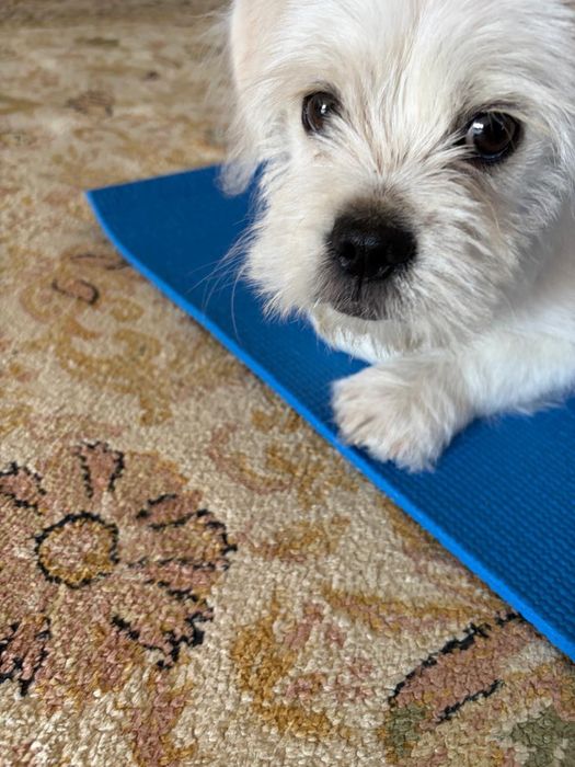 !!!Найдена собака!!!