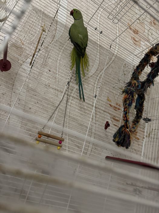 Попугай ожереловый