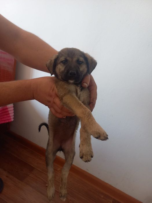 Отдам щенков девочек в добрые руки