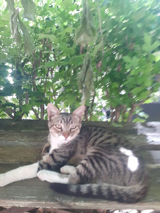 Pisici pentru adopție
