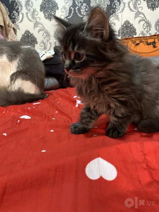 British longhair 2 oylik