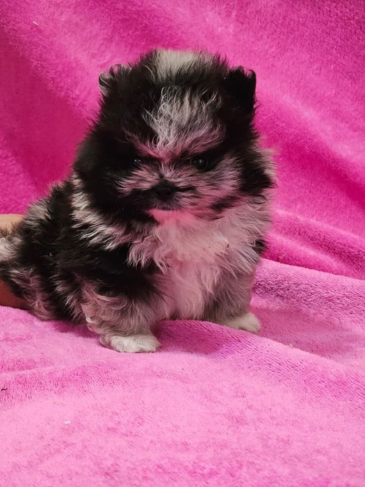 Продаются щенки шпица