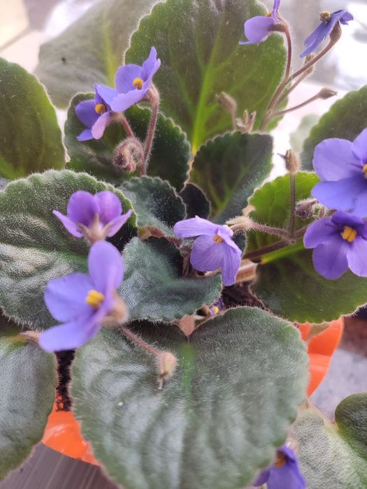 Фиалка,  цветущая.