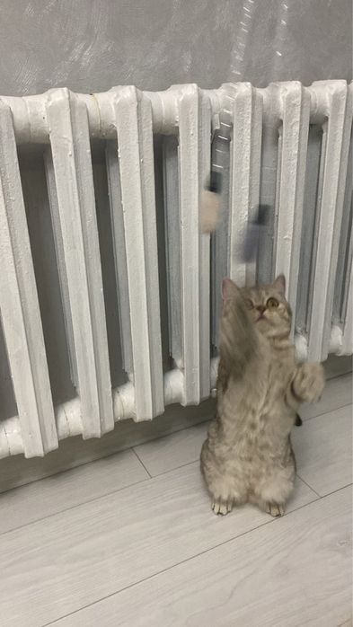 Шотландский котенок