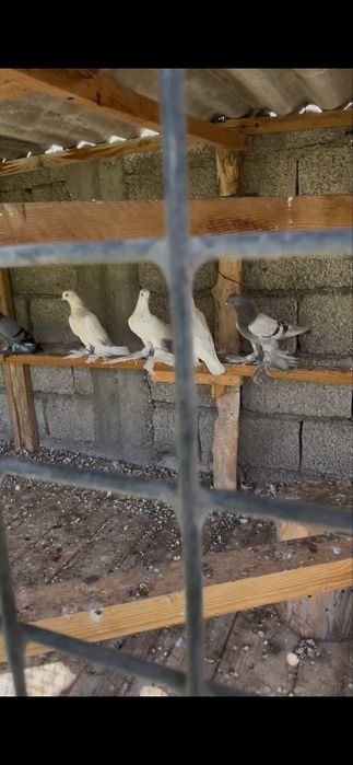 Продам белых тасманов с тягой