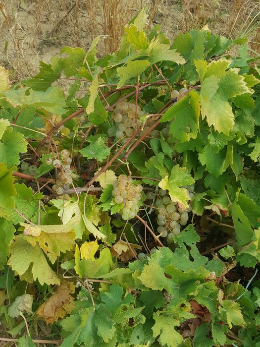 Struguri de vin deținem vie proprie