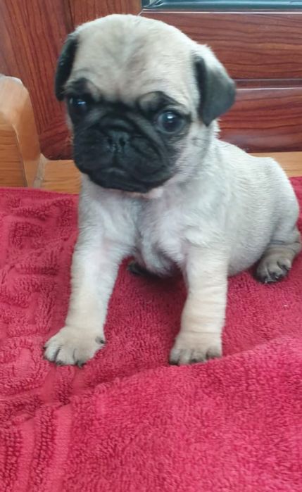 Mops/Pug/Pag TRANSPORT GRATUIT in toata RO