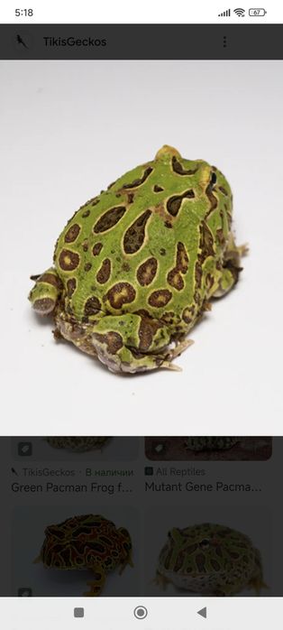 Лягушка рогатка (чакская кранвелла)