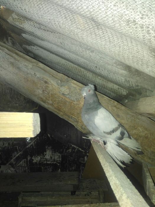 Продаются голуби