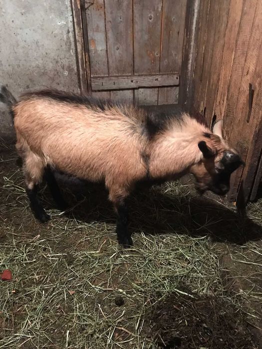 Tap de vânzare 600 lei