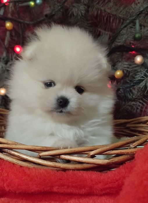 Новогодний мишутка