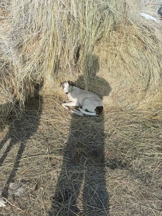 Собака Greyhound