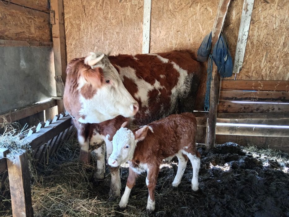 Vând vacă cu vitel