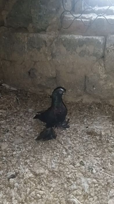 Голуби черные по парам