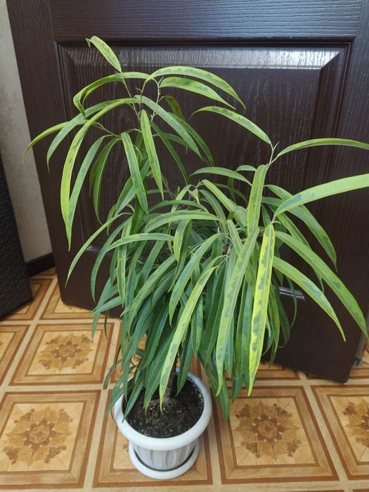 фикус амстел грин голд