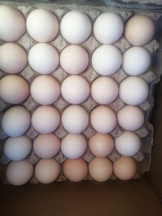 Продам Курочек вкусные бульон