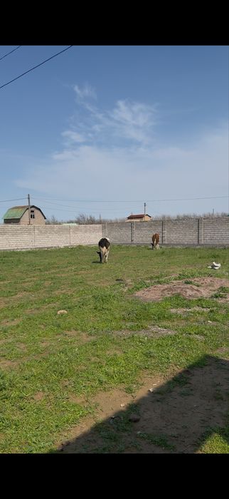 Toy tepa yer uchaska sotladi
