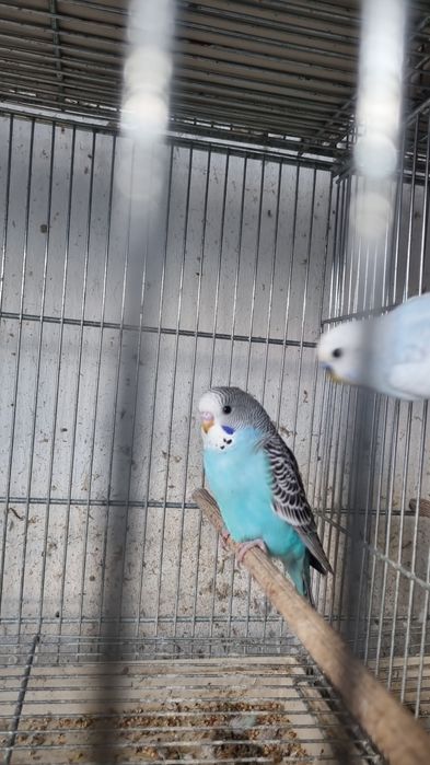 PAPAGAL Perus /Peruşi Standard ,Comuni 100 perechea