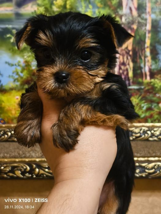 Очаровательные щенки Йорка.