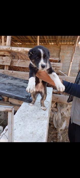 Choʻpon gidik sotiladi