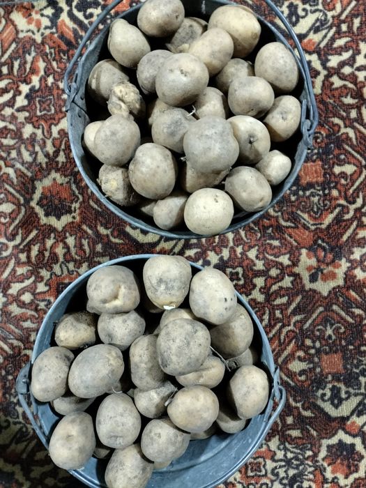 Семенной картофель