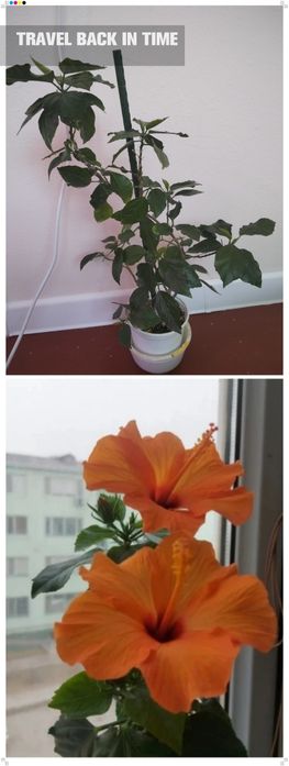 Гибискус сатылады