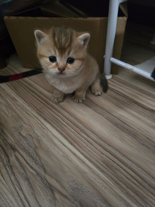 котята в семью Скотиш Страй