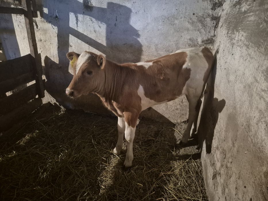 Продам карову с теленкам