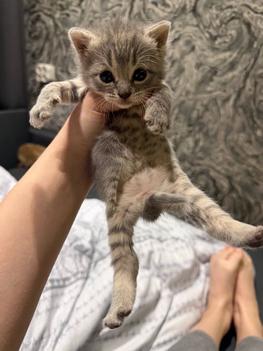 котята скотиш страйт