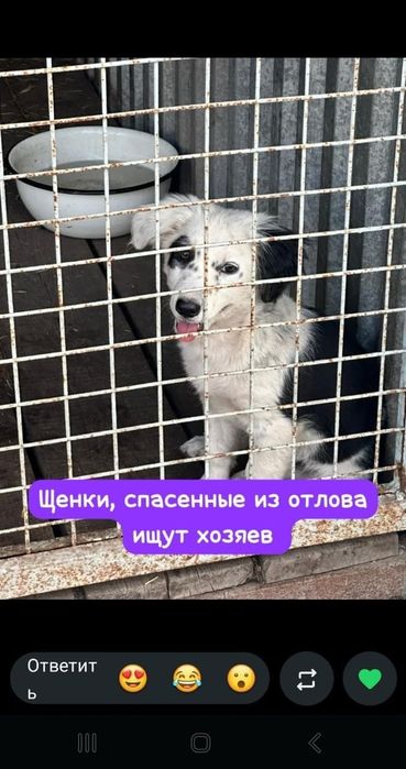 Темиртау. Собачки и котята в добрые руки.