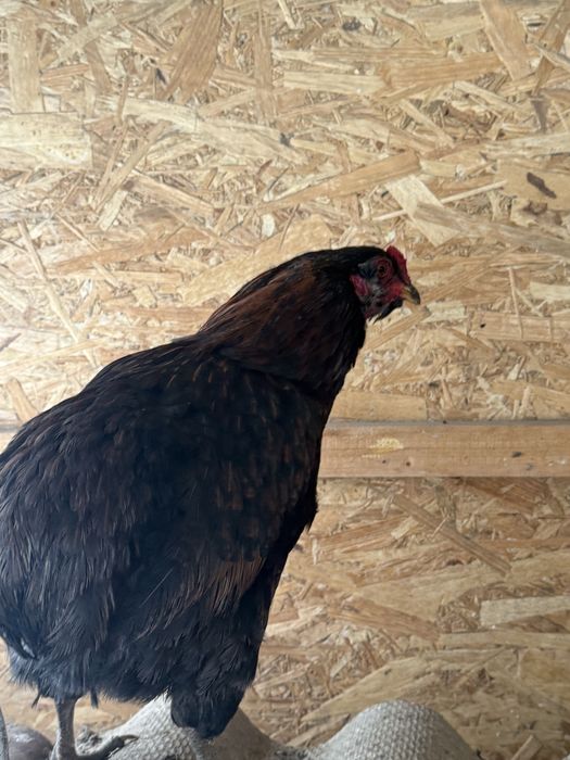 Cocos araucana tanar