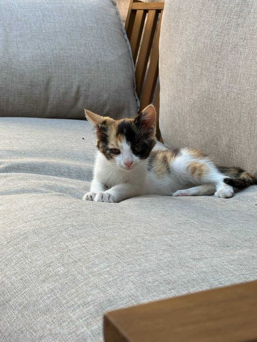 Коте си търси дом