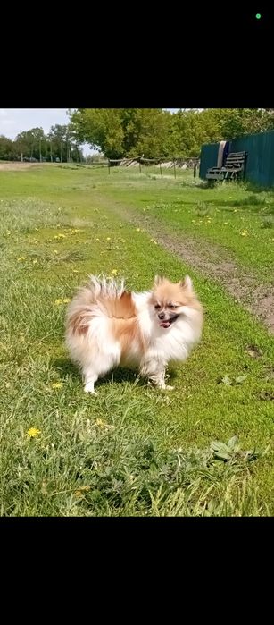 Ищем жениха для девочки шпица