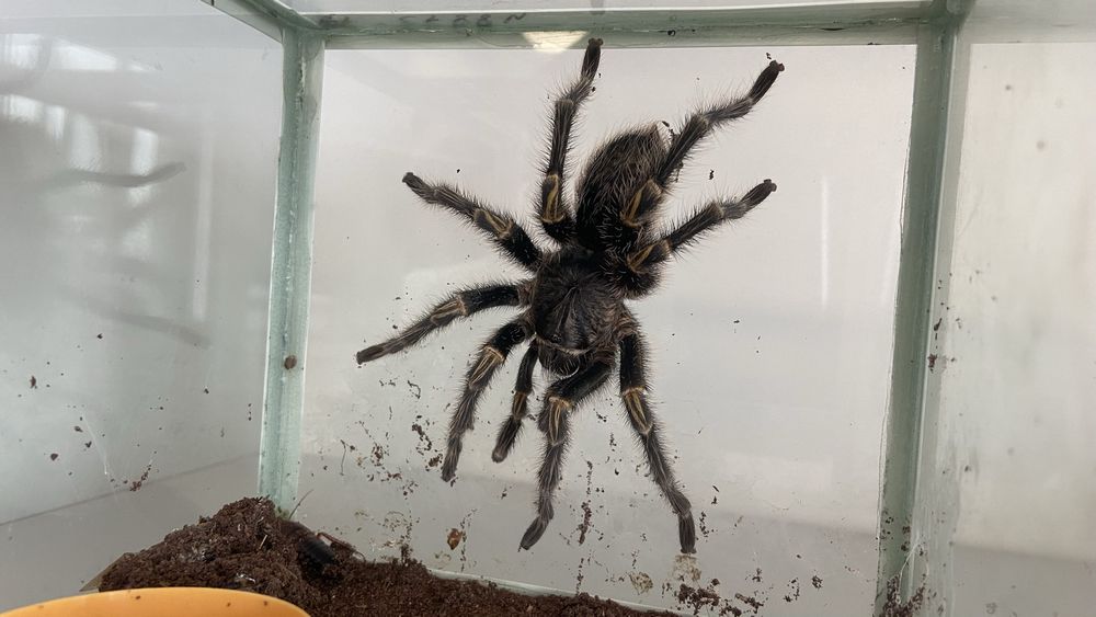 Пауки Птицееды …..