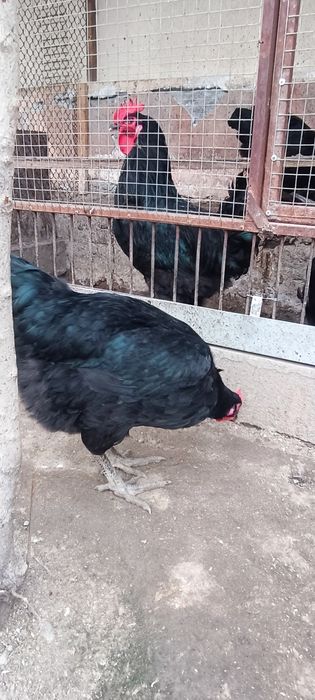 Инкубатор учун кора шахзода тухумлари сотилади