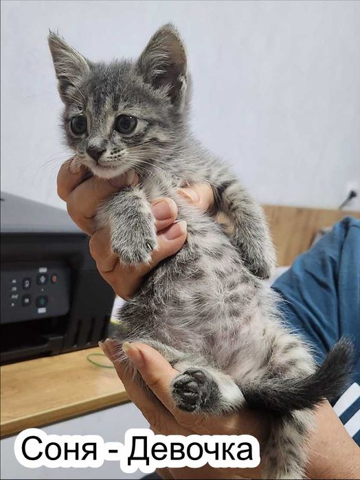 Отдам котят в добрые руки!