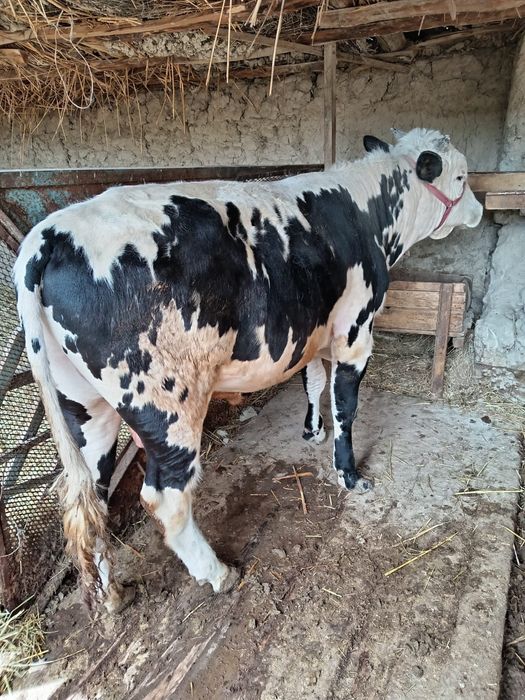 Өгіз сатыладыыыы