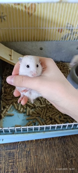 Хомячки Сирийские детки!